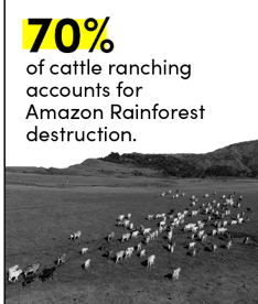 cattle ranching rainforest stat